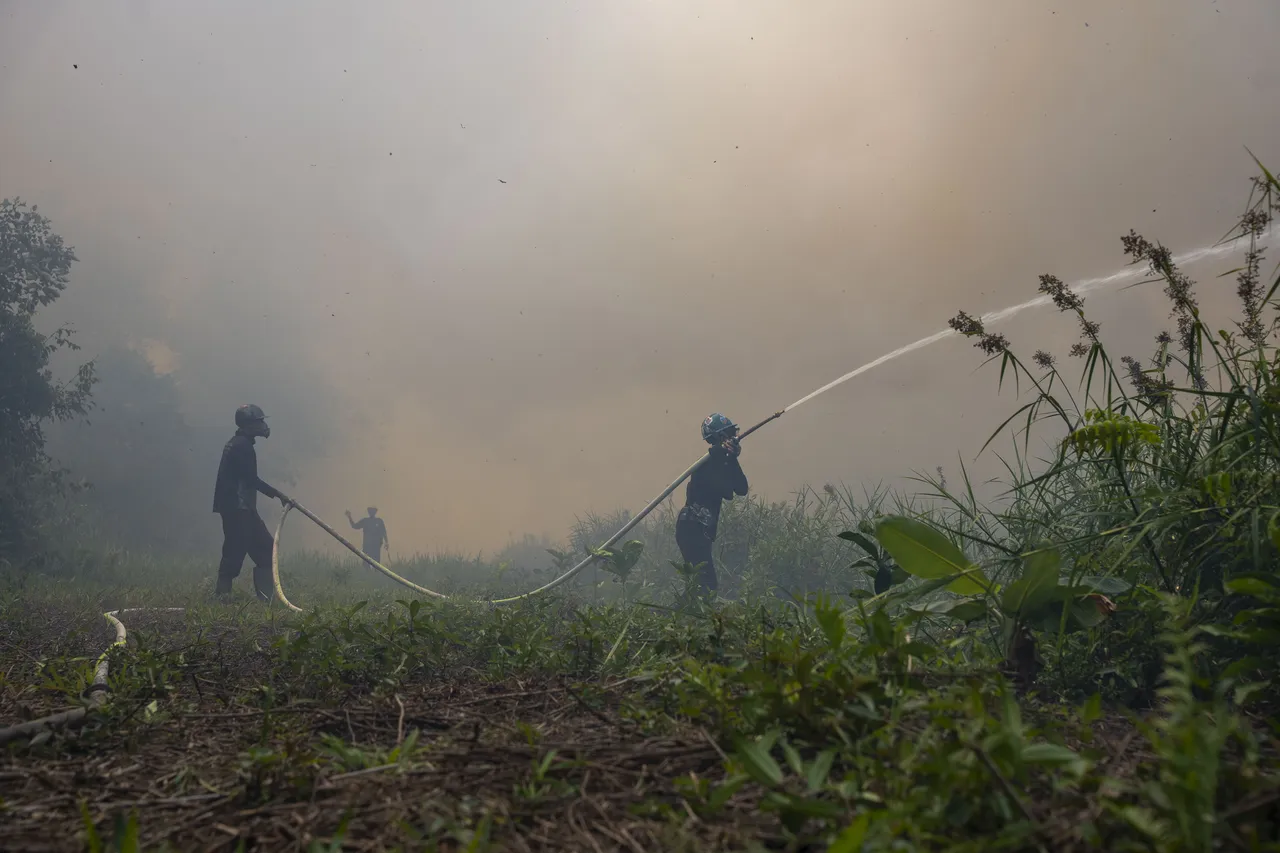 Lahan Bekas Karhutla di Ketapang Langsung Ditanami Sawit, Dua Orang Diperiksa