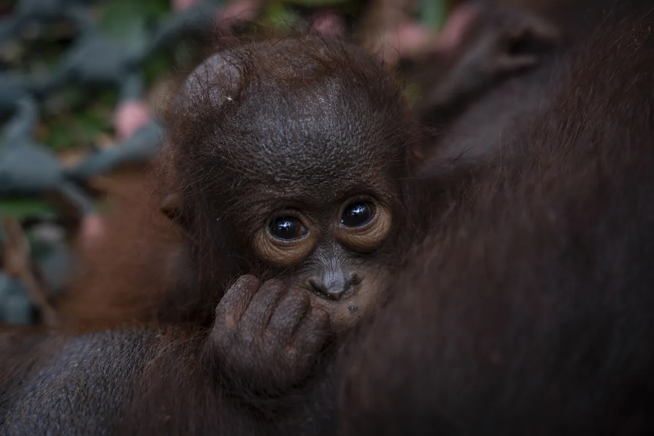 Karhutla Kalbar Meluas, Orangutan Ingusan hingga Muncul Kasus ISPA Baru