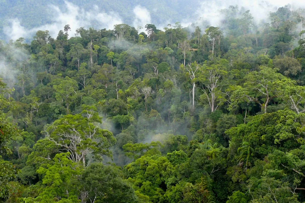 Hutan Muda (2025)